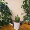 Xương rồng Thanh Sơn để bàn – Cây xanh mini dễ chăm, trang trí góc học tập, bàn làm việc, giá chỉ 40.000đ 2