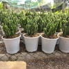 Xương rồng Thanh Sơn để bàn – Cây xanh mini dễ chăm, trang trí góc học tập, bàn làm việc, giá chỉ 40.000đ 7