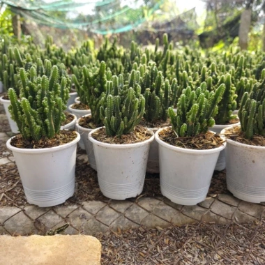 Xương rồng Thanh Sơn để bàn – Cây xanh mini dễ chăm, trang trí góc học tập, bàn làm việc, giá chỉ 40.000đ 7 Xương rồng Thanh Sơn để bàn – Cây xanh mini dễ chăm, trang trí góc học tập, bàn làm việc, giá chỉ 40.000đ 7