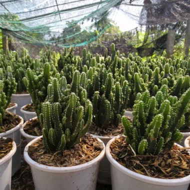 Xương rồng Thanh Sơn để bàn – Cây xanh mini dễ chăm, trang trí góc học tập, bàn làm việc, giá chỉ 40.000đ
