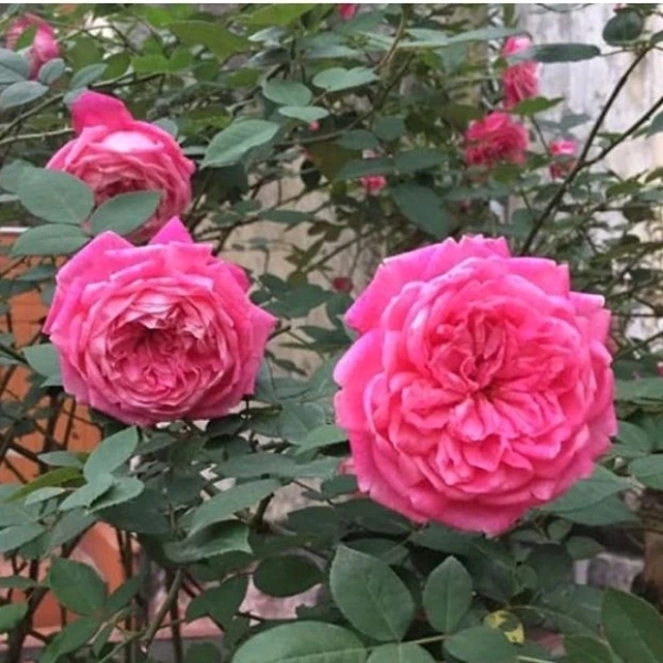 Ánh sáng thực tế mà cây hoa hồng dễ trồng quanh năm cần để giữ màu hồng tươi suốt năm - Ảnh 1 Ánh sáng thực tế mà cây hoa hồng dễ trồng quanh năm cần để giữ màu hồng tươi suốt năm - Ảnh 1