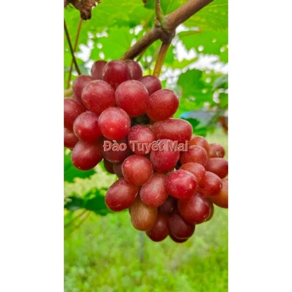 Cây nho không hạt giống hồng ngọc ra hoa đậu quả nhanh, nhưng việc kiểm soát độ ẩm lại là thách thức bất ngờ - Ảnh 1