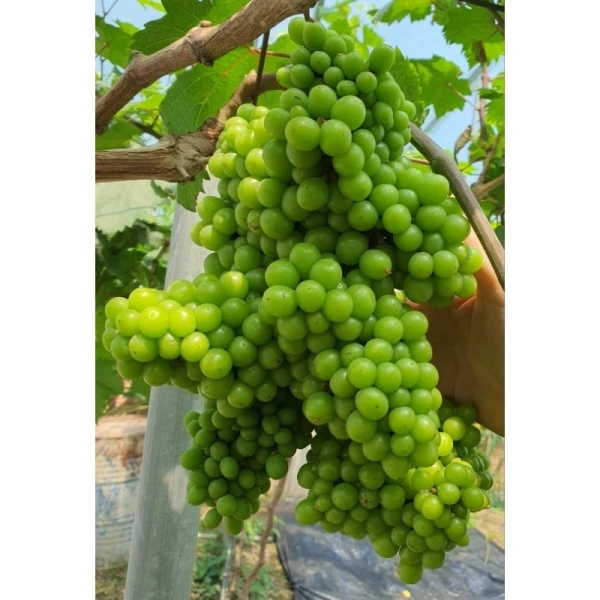 Trong mùa mưa, mưa kéo dài khiến nước ngập bề mặt, tạo cảm giác “độ ẩm cao” nhưng thực tế độ ẩm sâu có thể chưa tới mức tối ưu cho rễ cây nho, dẫn tới stress và phát sinh bệnh lý. (Ảnh 2)
