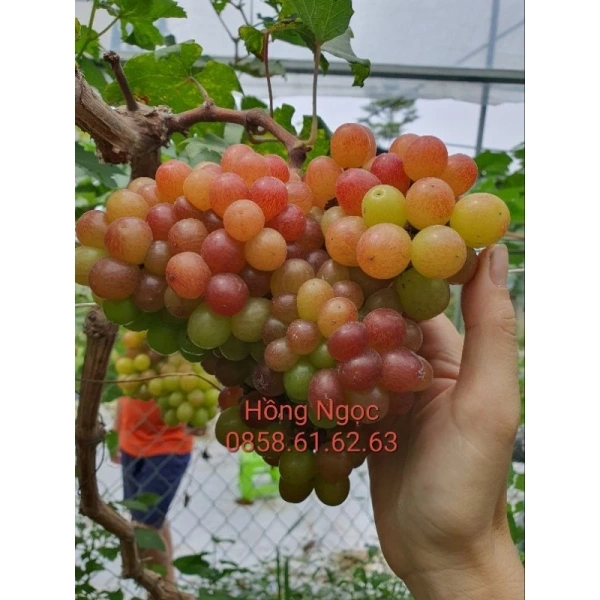 Che phủ đất bằng vật liệu mulch (vải không dệt, vỏ gỗ vụn, hoặc lá rạ) giúp duy trì độ ẩm trong đất, giảm bốc hơi và giảm nhiệt độ bề mặt. (Ảnh 3)