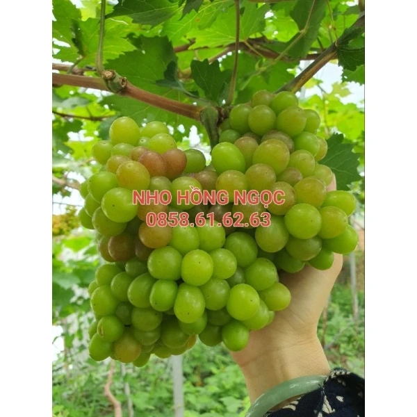 Trong giai đoạn mầm, cây nho cần độ ẩm đất duy trì ở mức 70-80% để khuyến khích phát triển rễ mạnh. (Ảnh 4)