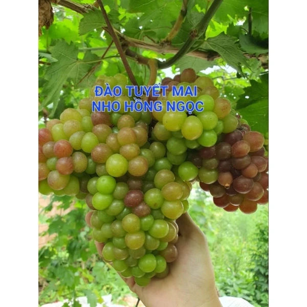 Nhiều người trồng nghĩ rằng mưa nhiều đồng nghĩa với việc cây luôn có đủ nước, nhưng nếu đất không có khả năng thoát nước tốt, nước sẽ đọng lại quanh rễ, gây thối rễ và giảm sinh lực của cây. (Ảnh 5)