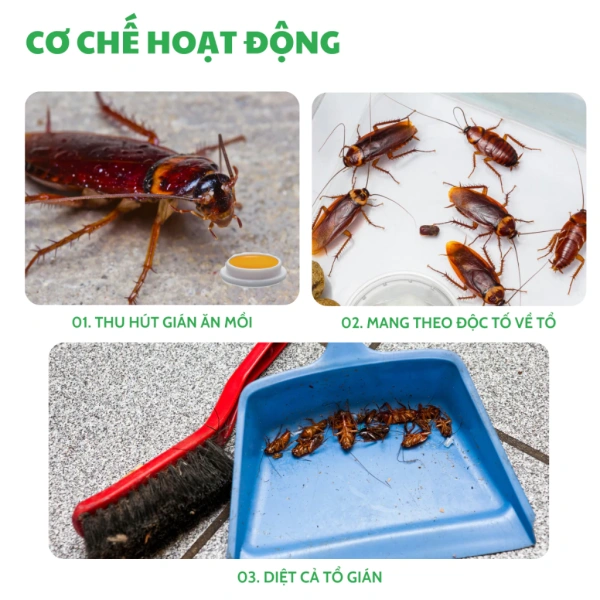 Khi quyết định mua thuốc diệt gián, việc lựa chọn nguồn cung cấp đáng tin cậy là rất quan trọng. (Ảnh 5) Khi quyết định mua thuốc diệt gián, việc lựa chọn nguồn cung cấp đáng tin cậy là rất quan trọng. (Ảnh 5)