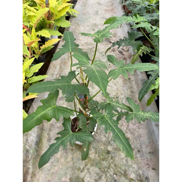 Việc lựa chọn cây leo phụ thuộc vào yếu tố ánh sáng, độ ẩm và không gian có sẵn. (Ảnh 2)