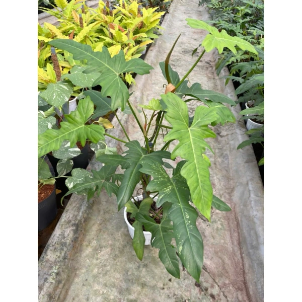 Với mức giá gốc 243 810 VND và giá ưu đãi 189 000 VND, Philodendron rồng xanh là một sự đầu tư hợp lý cho những ai muốn có ngay một “bầu trời xanh” trong nhà mà không tốn quá nhiều chi phí. (Ảnh 3)
