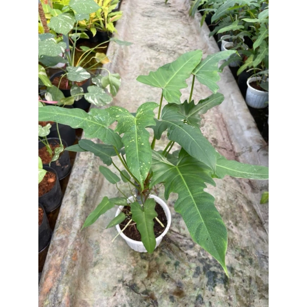 Khi cây leo trong chậu cao 70 cm vươn lên, không gian sống bỗng phải nhường chỗ cho bầu trời xanh trong nhà. - Ảnh 4