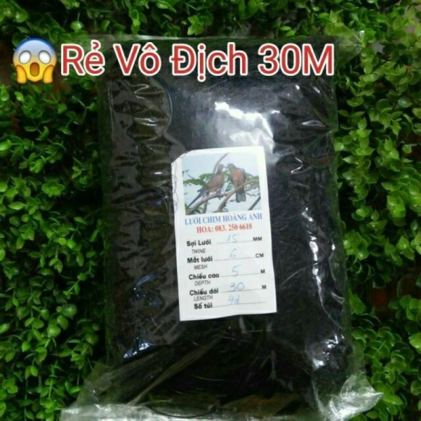 Tiếng hót “điên cuồng” của chim chào mào thường được cho là do khu vực sinh thái xung quanh đáp ứng đầy đủ nguồn thức ăn và môi trường sinh sống lý tưởng. (Ảnh 2)