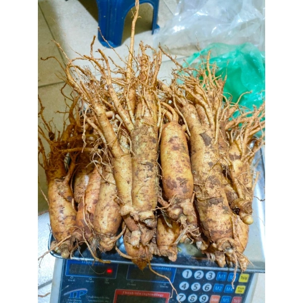Nhân sâm gãy rễ là dạng củ gân bị nứt rễ sau quá trình thu hoạch, thường chứa hàm lượng ginsenosides tương đương hoặc thậm chí cao hơn so với củ nguyên vững. (Ảnh 2)