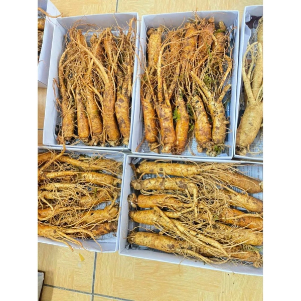 Những bất ngờ về hiệu quả thực tế của nhân sâm gãy rễ sau thời gian dài sử dụng - Ảnh 4