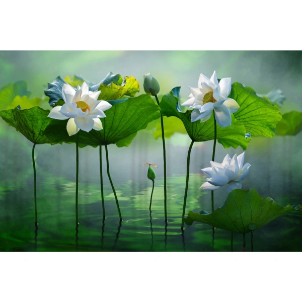 Hơn nữa, việc lựa chọn một mẫu thiết kế “hoa sen dưới nước” còn giúp phòng bạn phù hợp hơn với phong thủy truyền thống: Sen được xem là biểu tượng của sự trong sáng, thuần khiết, còn nước đại diện cho nguồn năng lượng lưu thông. (Ảnh 5)