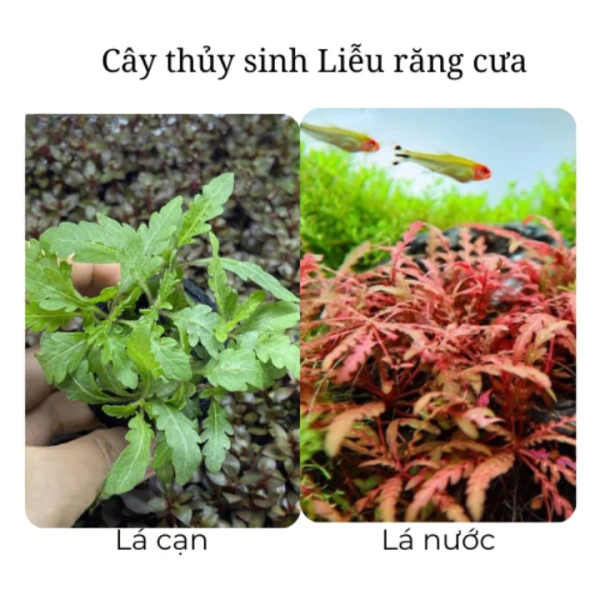 Sự thật bất ngờ khi cây thủy sinh không cần CO2 lại phụ thuộc vào ánh sáng và chất lượng nước - Ảnh 1