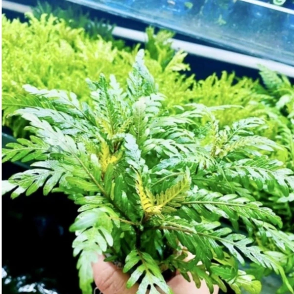 Trong môi trường không bổ sung CO₂, cây thủy sinh dựa vào nguồn CO₂ hòa tan trong nước để thực hiện quang hợp. (Ảnh 2)