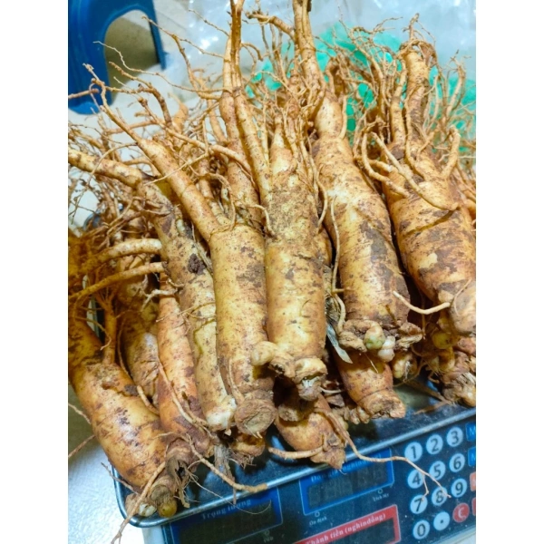 Những bất ngờ về hiệu quả thực tế của nhân sâm gãy rễ sau thời gian dài sử dụng