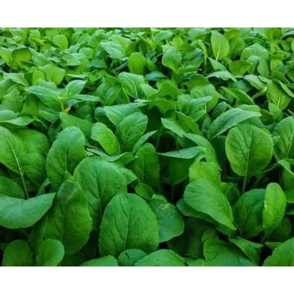 Giống cải ngọt gói lớn cho vườn nhà: không gian tiết kiệm nhưng tần suất tưới cần điều chỉnh để tránh lá héo - Ảnh 1 Giống cải ngọt gói lớn cho vườn nhà: không gian tiết kiệm nhưng tần suất tưới cần điều chỉnh để tránh lá héo - Ảnh 1