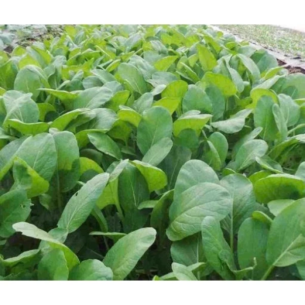 Sau khi hạt nảy mầm, bạn có thể thưa bón các cây con khoảng 10‑12 cm nhau. (Ảnh 2) Sau khi hạt nảy mầm, bạn có thể thưa bón các cây con khoảng 10‑12 cm nhau. (Ảnh 2)