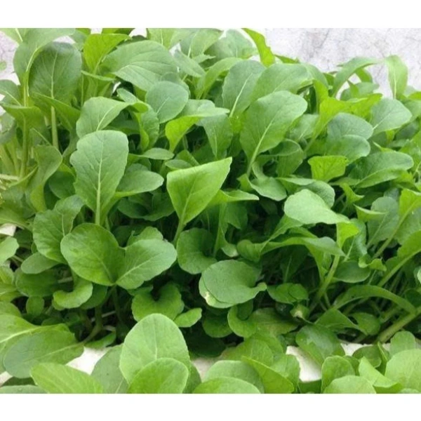 Với nhiều thương hiệu trên thị trường, việc lựa chọn hạt giống chất lượng là bước quan trọng để đảm bảo tỷ lệ nảy mầm cao và cây mạnh. (Ảnh 3) Với nhiều thương hiệu trên thị trường, việc lựa chọn hạt giống chất lượng là bước quan trọng để đảm bảo tỷ lệ nảy mầm cao và cây mạnh. (Ảnh 3)