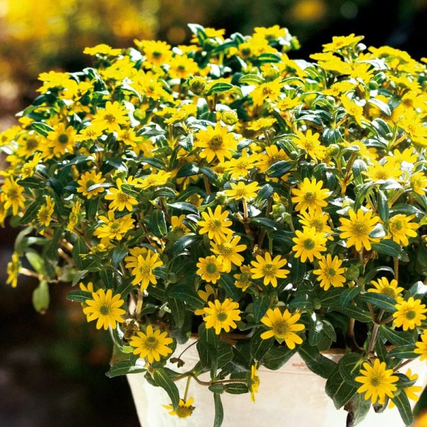 Màu rực rỡ của hoa cúc mặt trời chỉ tỏa sáng khi nền đất và ánh sáng được cân bằng - Ảnh 2