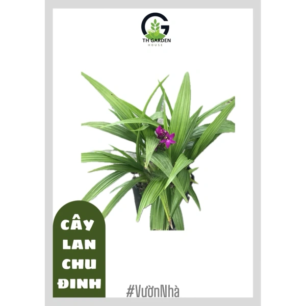 Màu tím của cây lan trang trí làm dịu không gian, nhưng việc duy trì độ ẩm và ánh sáng thường bị bỏ qua - Ảnh 1