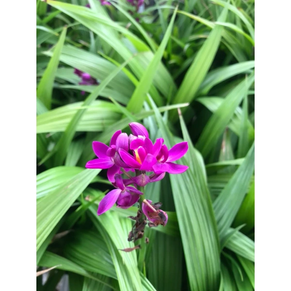 Lan thuộc họ Orchidaceae, với hệ thống rễ khí (aerophytic roots) giúp chúng hấp thu ẩm từ không khí. (Ảnh 2)