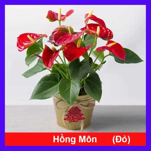 Ánh sáng yếu khiến cây phong thủy đỏ trong phòng không chỉ mang lại may mắn mà còn trở thành thử thách chăm sóc. - Ảnh 1 Ánh sáng yếu khiến cây phong thủy đỏ trong phòng không chỉ mang lại may mắn mà còn trở thành thử thách chăm sóc. - Ảnh 1