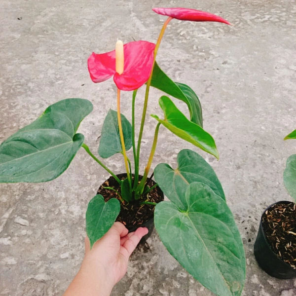 Ánh sáng yếu khiến cây phong thủy đỏ trong phòng không chỉ mang lại may mắn mà còn trở thành thử thách chăm sóc. - Ảnh 2 Ánh sáng yếu khiến cây phong thủy đỏ trong phòng không chỉ mang lại may mắn mà còn trở thành thử thách chăm sóc. - Ảnh 2