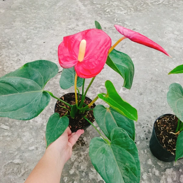 Sự kết hợp giữa thẩm mỹ và công năng là điểm mạnh của Cây Hồng Môn Đỏ. (Ảnh 4) Sự kết hợp giữa thẩm mỹ và công năng là điểm mạnh của Cây Hồng Môn Đỏ. (Ảnh 4)