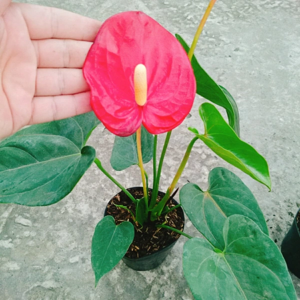 Mặc dù có nhiều cây cảnh có khả năng chịu ánh sáng yếu, nhưng không phải loài nào cũng mang lại đồng thời cả giá trị thẩm mỹ và phong thủy như Hồng Môn Đỏ. (Ảnh 5) Mặc dù có nhiều cây cảnh có khả năng chịu ánh sáng yếu, nhưng không phải loài nào cũng mang lại đồng thời cả giá trị thẩm mỹ và phong thủy như Hồng Môn Đỏ. (Ảnh 5)