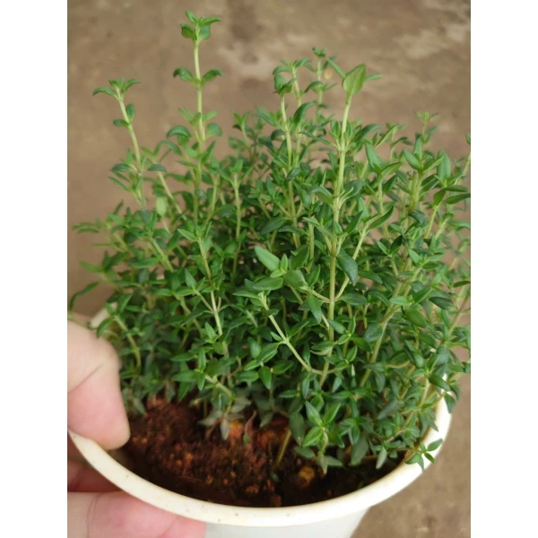 Trong môi trường gia đình, ánh sáng tự nhiên thường biến đổi theo mùa và vị trí. (Ảnh 3)