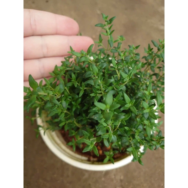 Những bước chăm sóc này giúp lá thyme luôn ở trạng thái tươi mới, giữ được độ cay và mặn đặc trưng, đồng thời hỗ trợ quá trình sản xuất tinh dầu. (Ảnh 4)