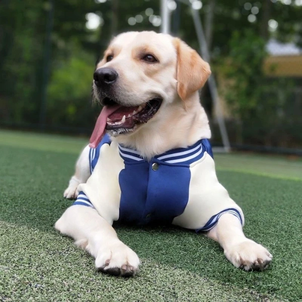 Áo khoác baseball lót len kích thước 7XL khiến việc bảo vệ Golden Labrador khỏi giá lạnh mùa đông trở nên đơn giản - Ảnh 5 Áo khoác baseball lót len kích thước 7XL khiến việc bảo vệ Golden Labrador khỏi giá lạnh mùa đông trở nên đơn giản - Ảnh 5