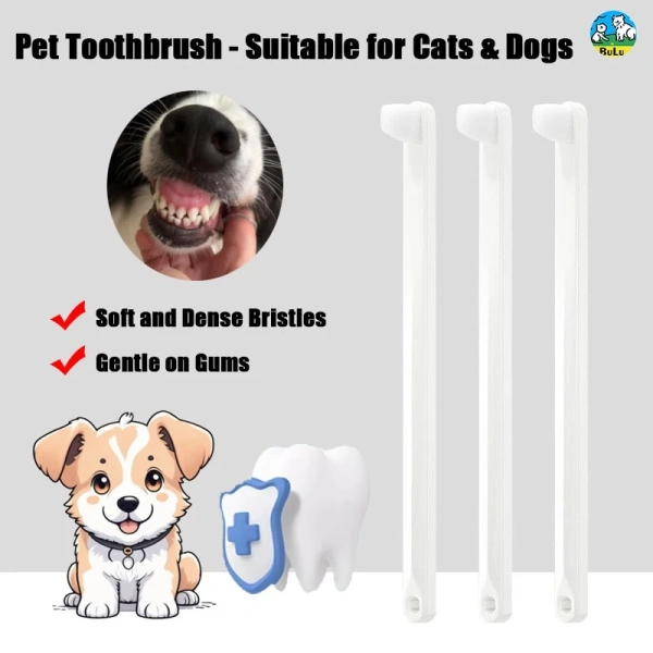 Bàn chải đánh răng cho chó Corgi không giảm mùi hôi răng sau một tháng, vấn đề thực sự nằm ở đâu? - Ảnh 1