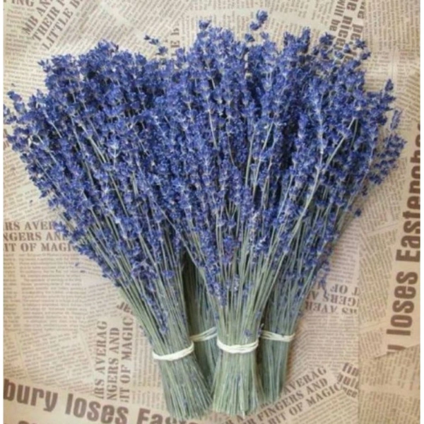Bảo quản đúng cách là yếu tố quyết định hương thơm lâu dài của bó hoa khô lavender. - Ảnh 1 Bảo quản đúng cách là yếu tố quyết định hương thơm lâu dài của bó hoa khô lavender. - Ảnh 1