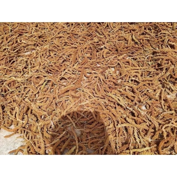 Đối với những gia đình mua số lượng lớn, như hạt kê nếp vàng Nghệ An 10kg giá sỉ, việc bảo quản đúng cách càng quan trọng hơn, vì một khi hạt bị hư hỏng, lượng tổn thất sẽ rất lớn. (Ảnh 4)