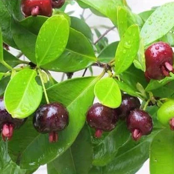 Trong quá trình trồng, hầu hết người trồng chỉ tập trung vào những khoản chi đầu vào như: mua giống, chuẩn bị đất, và phân bón ban đầu. (Ảnh 2)