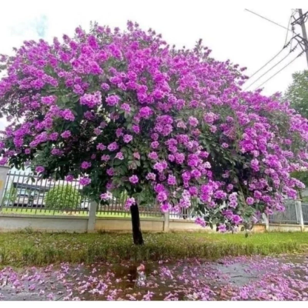 Q1: Cây lá tím có gây dị ứng cho người không? (Ảnh 3)