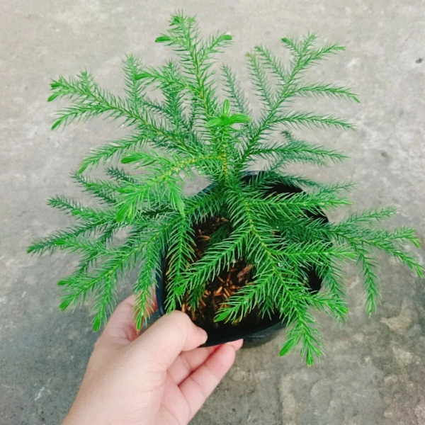 Cây Tùng Kim, hay còn gọi là cây kim tùng mini, đã trở thành “điểm nhấn” ưa thích trên bàn làm việc và kệ sách vì dáng vẻ thanh lịch, màu xanh nhẹ nhàng. (Ảnh 4)