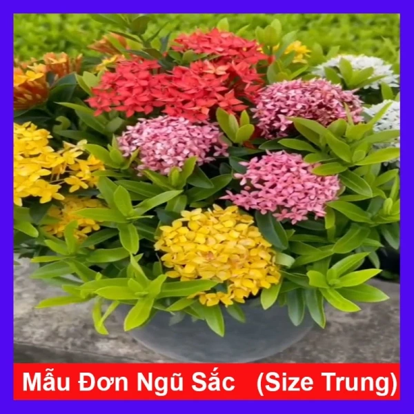 Cây hoa mẫu đơn nhiều màu rực rỡ thường khiến người mới trồng ngạc nhiên trước những yêu cầu chăm sóc ẩn. - Ảnh 1 Cây hoa mẫu đơn nhiều màu rực rỡ thường khiến người mới trồng ngạc nhiên trước những yêu cầu chăm sóc ẩn. - Ảnh 1