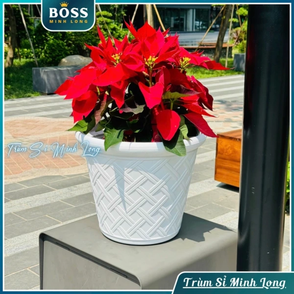 Chậu cây trang trí biến hành lang nhà thành không gian thư giãn: chi tiết ít người để ý nhưng lại tạo nên sự khác biệt - Ảnh 3