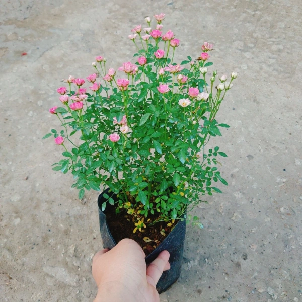 Với thiết kế thon gọn, hoa hồng mini dễ dàng kết hợp cùng các vật trang trí nội thất khác như chậu gốm sứ hoa văn, khay gỗ hoặc kim loại. (Ảnh 3) Với thiết kế thon gọn, hoa hồng mini dễ dàng kết hợp cùng các vật trang trí nội thất khác như chậu gốm sứ hoa văn, khay gỗ hoặc kim loại. (Ảnh 3)