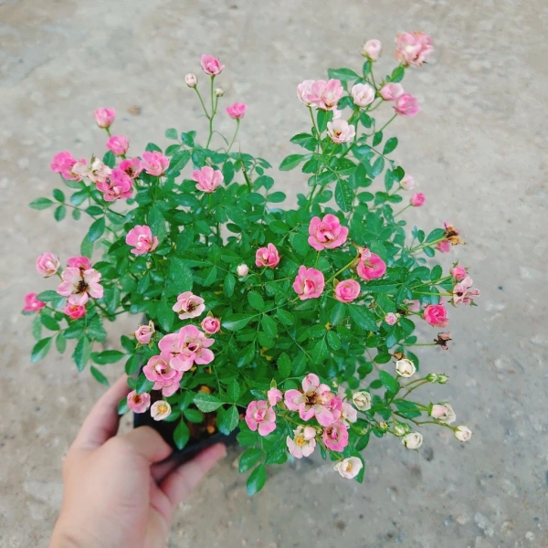 Hoa hồng mini – Khi một chậu hoa nhỏ siêu nụ biến góc nhà thành không gian tươi mới không ngờ - Ảnh 4 Hoa hồng mini – Khi một chậu hoa nhỏ siêu nụ biến góc nhà thành không gian tươi mới không ngờ - Ảnh 4