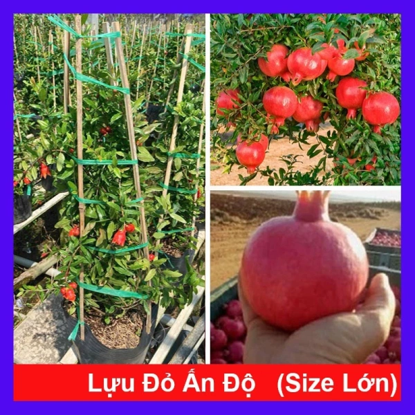 Khi cây cảnh lớn trong chậu bắt đầu nở hoa, người mới trồng thường bất ngờ vì yêu cầu ánh sáng và độ ẩm cao hơn dự tính - Ảnh 1