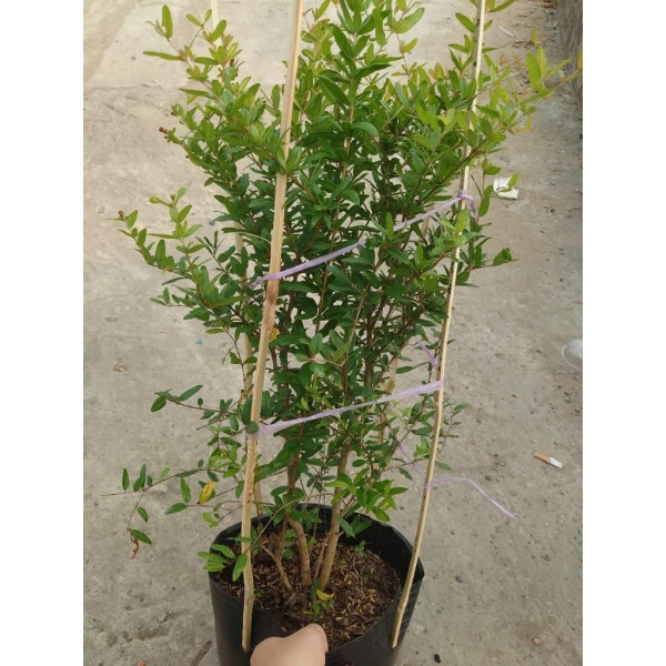 Trong danh mục cây cảnh chịu được môi trường ánh sáng và độ ẩm cao, Cây lựu đỏ Ấn Độ (chậu size lớn cao 80‑120 cm đang hoa nụ) là một đề xuất đáng cân nhắc. (Ảnh 5)