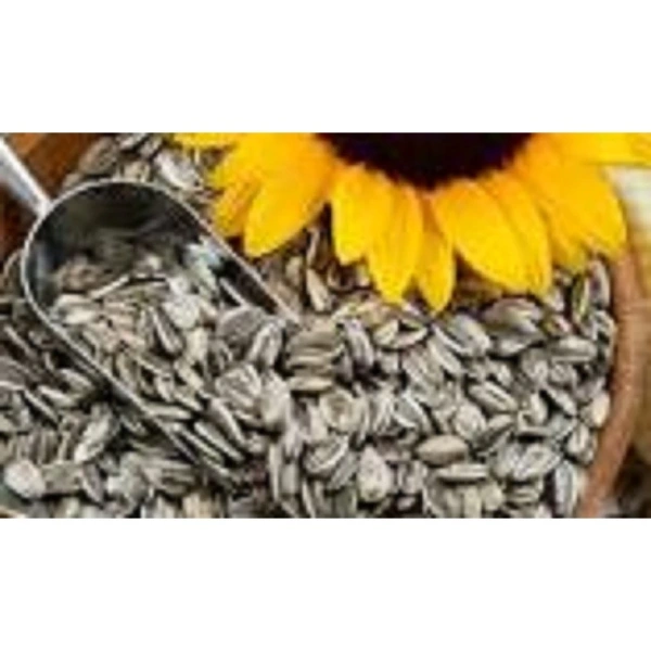 Một khi chỉ nghĩ tới “vừa ngon vừa bổ”, thực tế hạt hướng dương có thể mang lại một số vấn đề nếu tiêu thụ quá mức hoặc không đúng cách. (Ảnh 2)