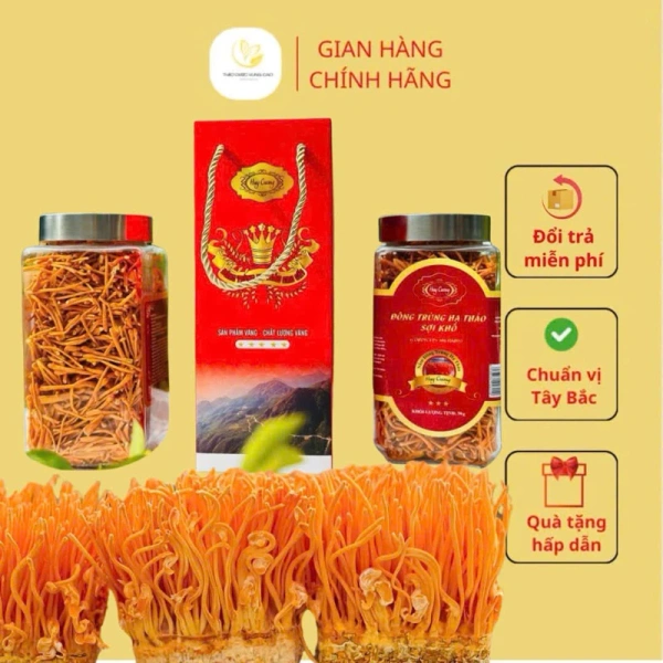 Đông trùng hạ thảo (Cordyceps) là một loại nấm ký sinh, phát triển trên côn trùng, đặc biệt là sâu bọ trong môi trường cao nguyên. (Ảnh 2) Đông trùng hạ thảo (Cordyceps) là một loại nấm ký sinh, phát triển trên côn trùng, đặc biệt là sâu bọ trong môi trường cao nguyên. (Ảnh 2)