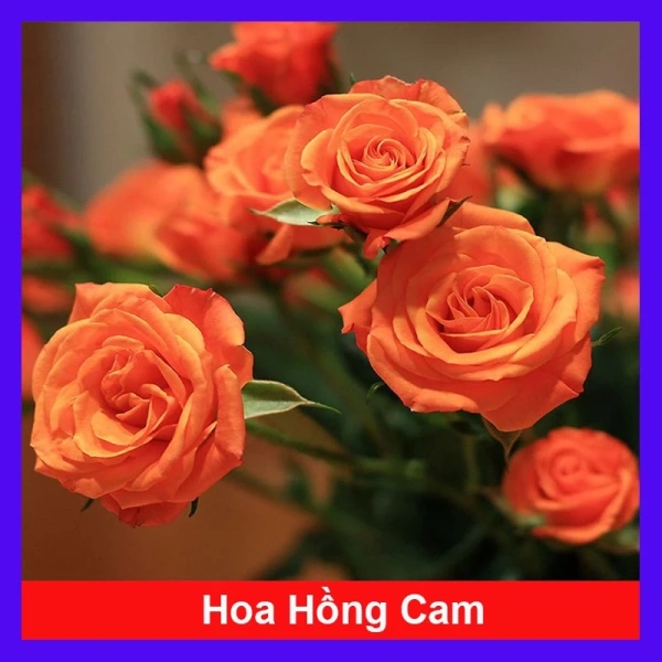 Khi màu cam của cây hoa hồng cảnh trên bàn vượt qua kỳ vọng, không gian làm việc bỗng trở nên ấm áp và sáng tạo hơn - Ảnh 1 Khi màu cam của cây hoa hồng cảnh trên bàn vượt qua kỳ vọng, không gian làm việc bỗng trở nên ấm áp và sáng tạo hơn - Ảnh 1