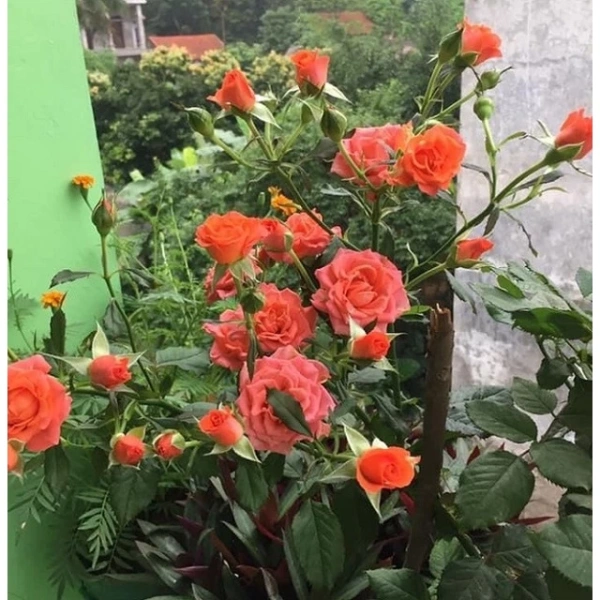 Những nghiên cứu về môi trường làm việc đã chứng minh rằng việc có cây xanh xung quanh không chỉ làm giảm mức độ cortisol (hormone stress) mà còn cải thiện khả năng nhớ ngắn hạn và tư duy sáng tạo. (Ảnh 5) Những nghiên cứu về môi trường làm việc đã chứng minh rằng việc có cây xanh xung quanh không chỉ làm giảm mức độ cortisol (hormone stress) mà còn cải thiện khả năng nhớ ngắn hạn và tư duy sáng tạo. (Ảnh 5)